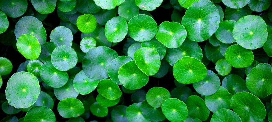 Centella Asiatica (Cica)